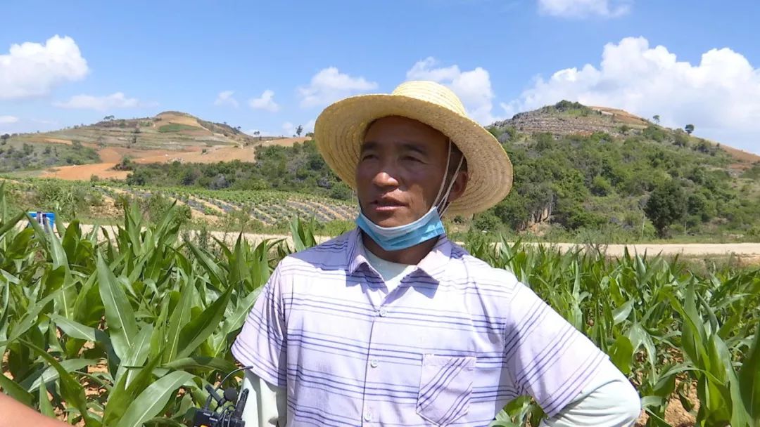 文山有粮食杀手入侵