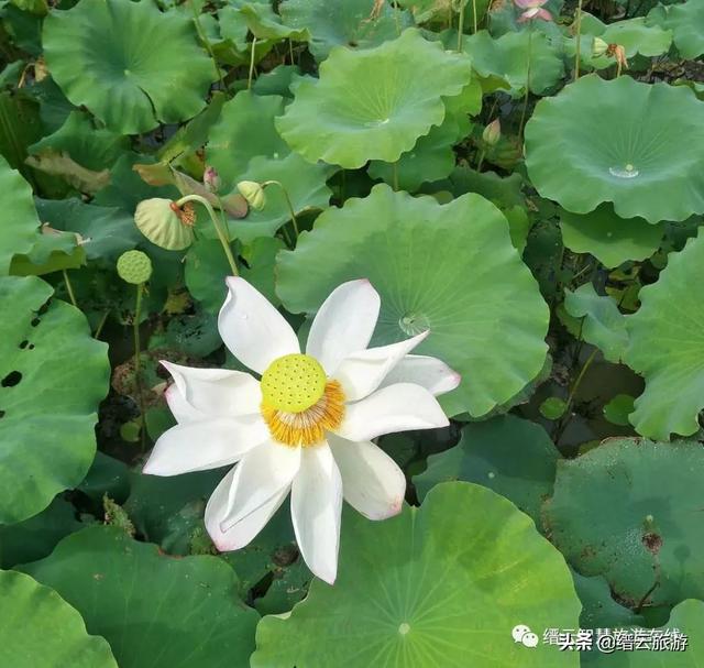 美醉了|荷花搖曳,縉雲賞荷正當時,關鍵還免費……_壺鎮鎮