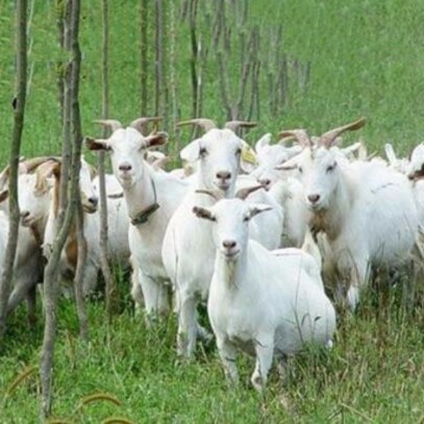 梦境中的神秘使者，梦见山羊的深层含义解析