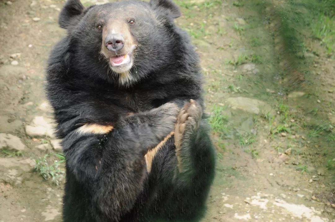 惊险一幕!通江一村民进山遭遇黑熊,吓得赶紧爬上树