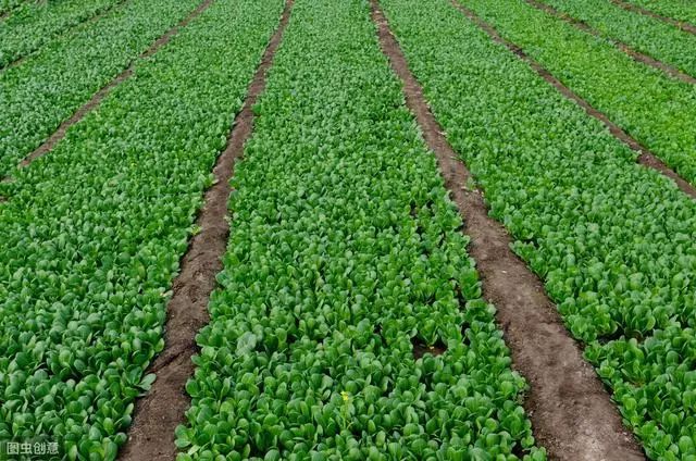 小白菜怎么种植长得好小白菜种植技巧要点