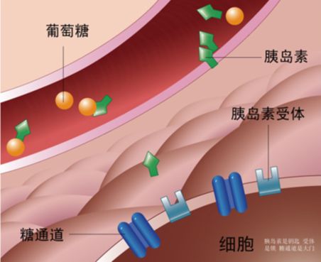 日本科学家发现fibersol2激活胰岛自我恢复糖尿病停药停胰岛素不是梦