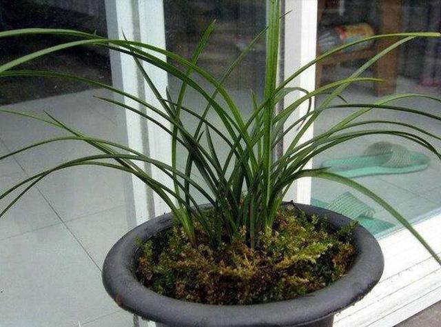 用苔藓栽种兰花的方法简单几步就可以了