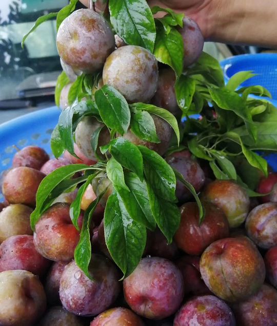 到了7月中旬左右300亩早脆梨也渐渐成熟了,而且均是免费入园!