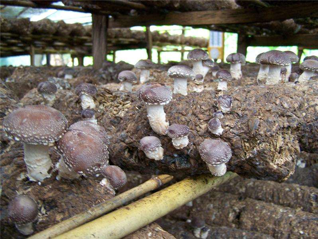 香菇怎么种植掌握香菇种植技术做好香菇管理