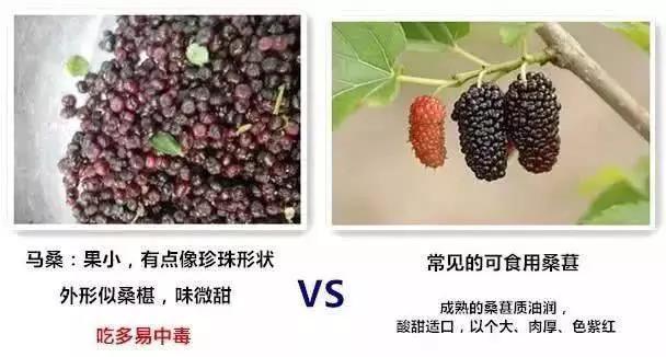 毒千万不要把马桑果误认为是桑葚会丢命的