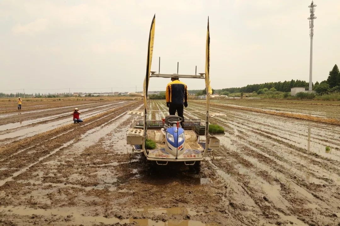 坞坵水稻基地技术人员吴建国驾驶密苗插秧机与安装了侧深施肥的插秧机