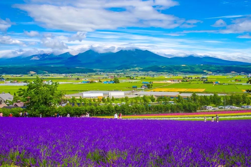 7月中旬薰衣草的海洋丨北海道富良野