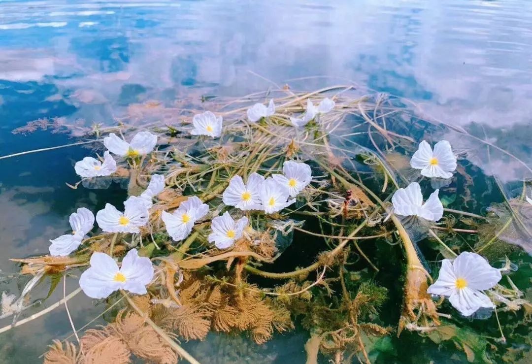 去了瀘沽湖才知道水性楊花竟是褒義詞一直不敢隨意說