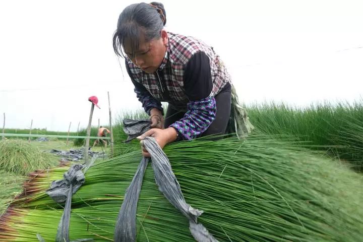 藺草也俗稱席草,每年6月中旬至7月初正是藺草收割的旺季.