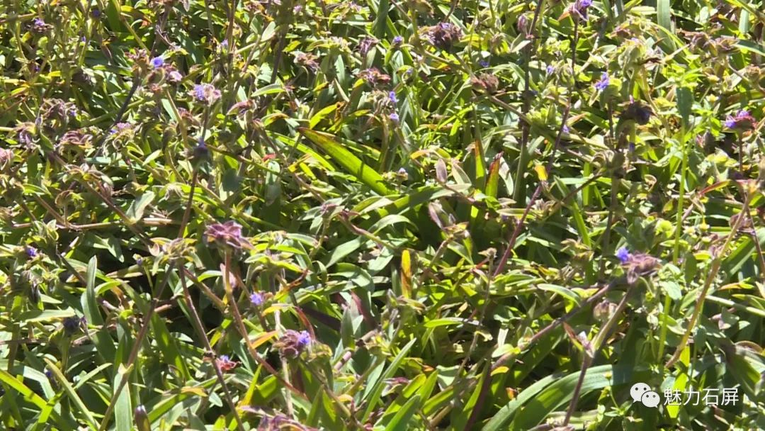 石屏县露水草种植地图片