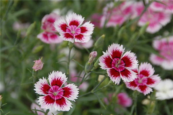火鹤栀子花八仙花白掌长寿花凤梨红星吊兰绿萝袖珍椰子