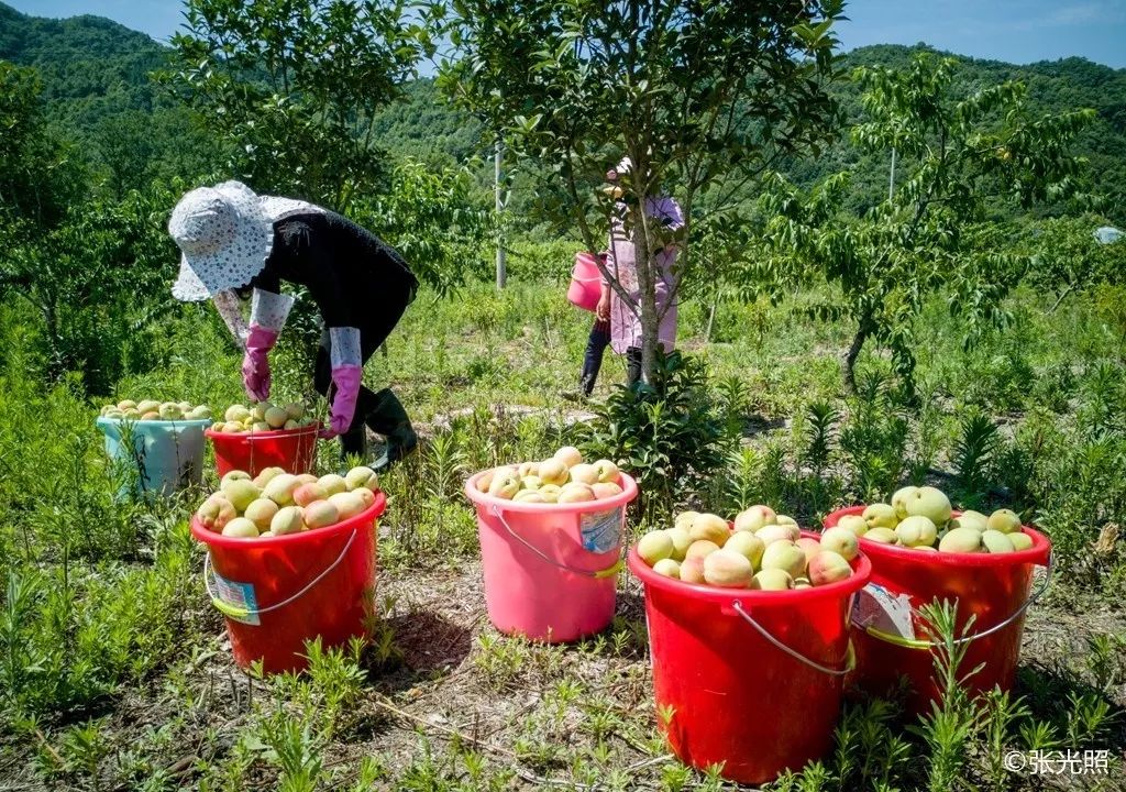 美食金寨蟠桃园采摘现场看得直流口水