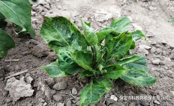 与农小常识白术病毒病
