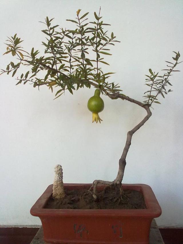 石榴盆景外形美根系却无法附在石头上巧用塑料瓶就解决