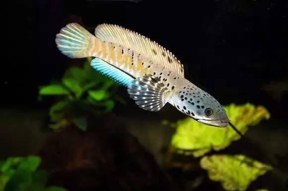 非常漂亮的雷龙鱼种类及喂食方法
