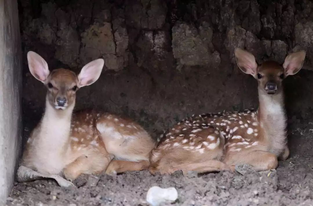 萌化了市动物园梅花鹿宝宝扎堆儿出生
