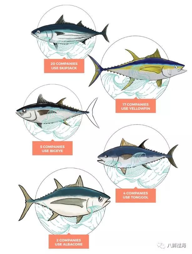 显示的是东南亚地区的金枪鱼罐头工厂使用的不同金枪鱼品种,其中鲣鱼
