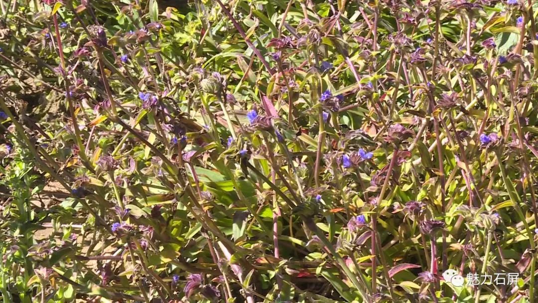 石屏县露水草种植地图片