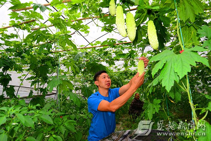 6月17日,來鳳縣大河鎮白水泉村四組村民正在蔬菜大棚採摘苦瓜.