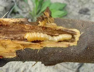 苹果枝天牛因虫体似圆筒形,故又称苹果筒天牛,苹果顶斑筒天牛,苹果瘤