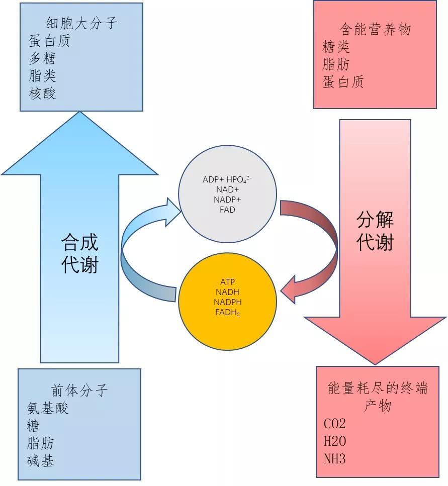合成代谢和分解代谢的能量关系(图片来源:david l nelson et al.