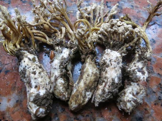 福安高山竹林里发现"金蝉花",你见过吗?_幼虫