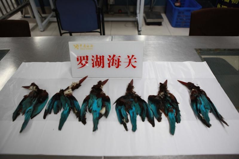 鸟类标本拿来做牛仔裤配饰222只白胸翡翠鸟尸体被罗湖海关截获
