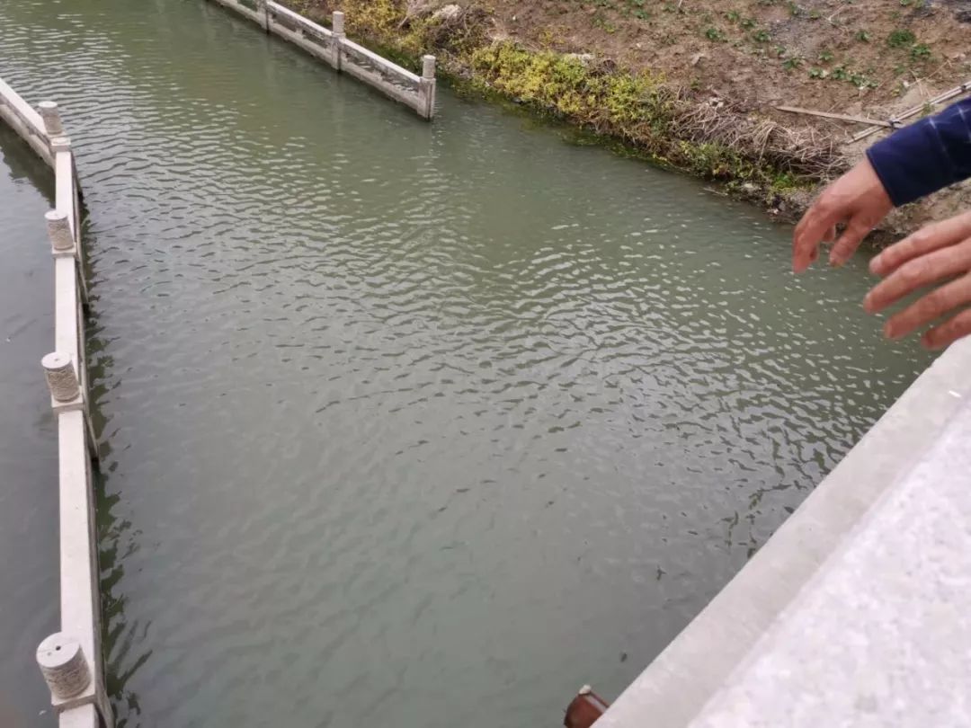 情况不妙!高邮一女子竟从桥上纵身一跃!跳入河中.