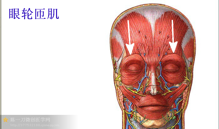 针刀医学实用解剖学(高清图解)_肌肉