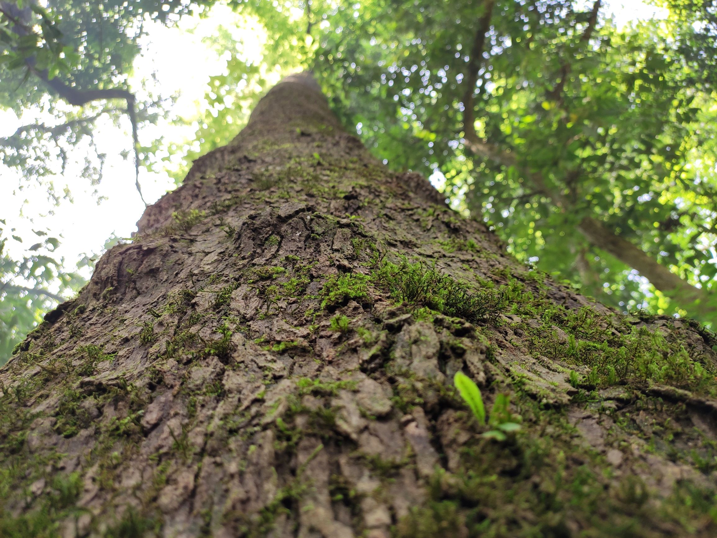 已经和树干融为一体2018年10月,安徽省人民政府立牌,对古树群进行保护