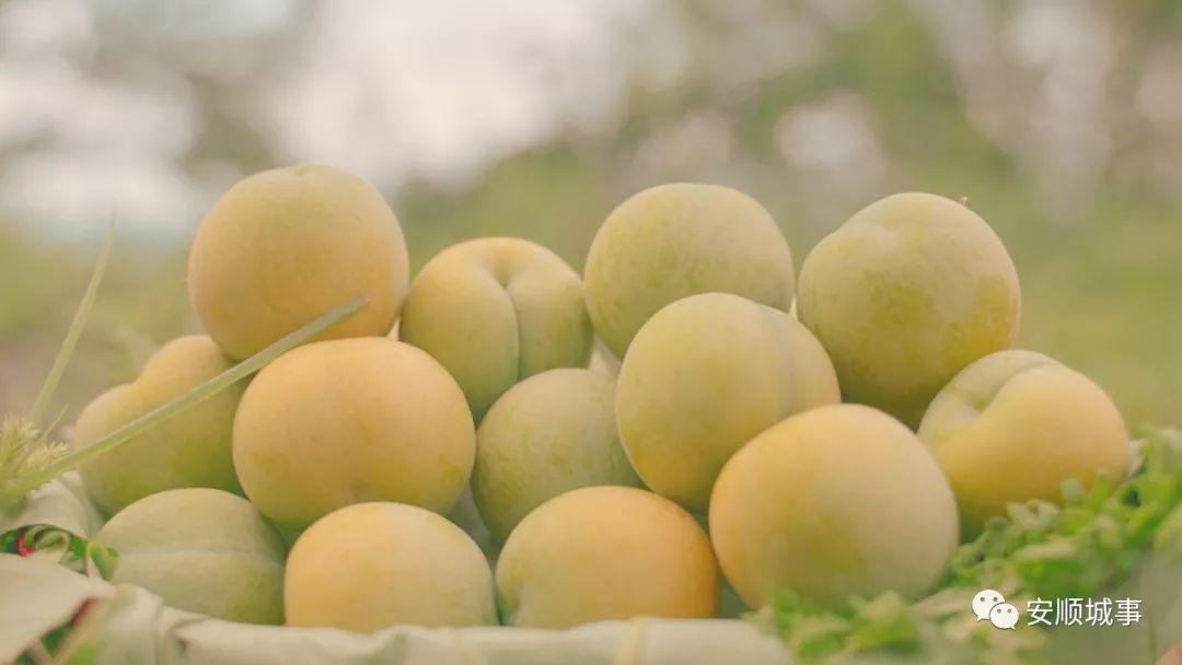 游记|六马采摘蜂糖李