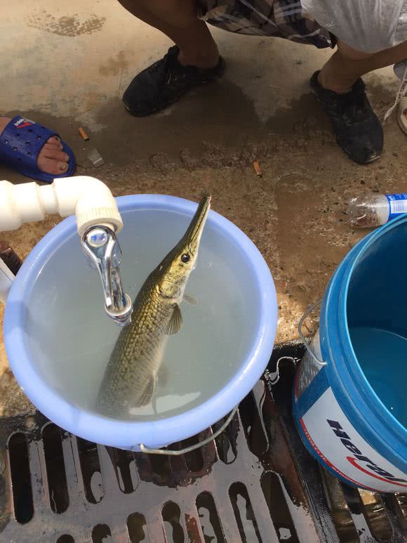 除害河南工友友钓获大泥鳅竟是可长到4米的水中巨兽