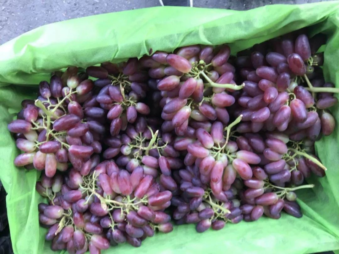 目前葡萄价好走量快浅析葡萄主要品种价格行情