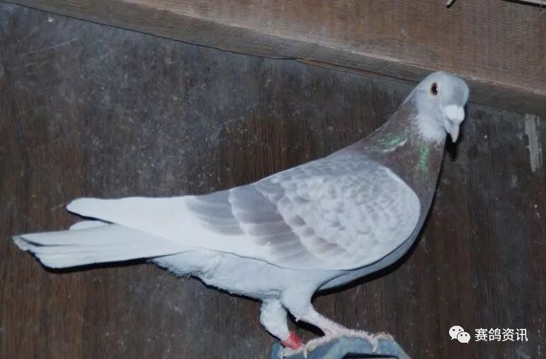 散尾巴的鸽子不可留?
