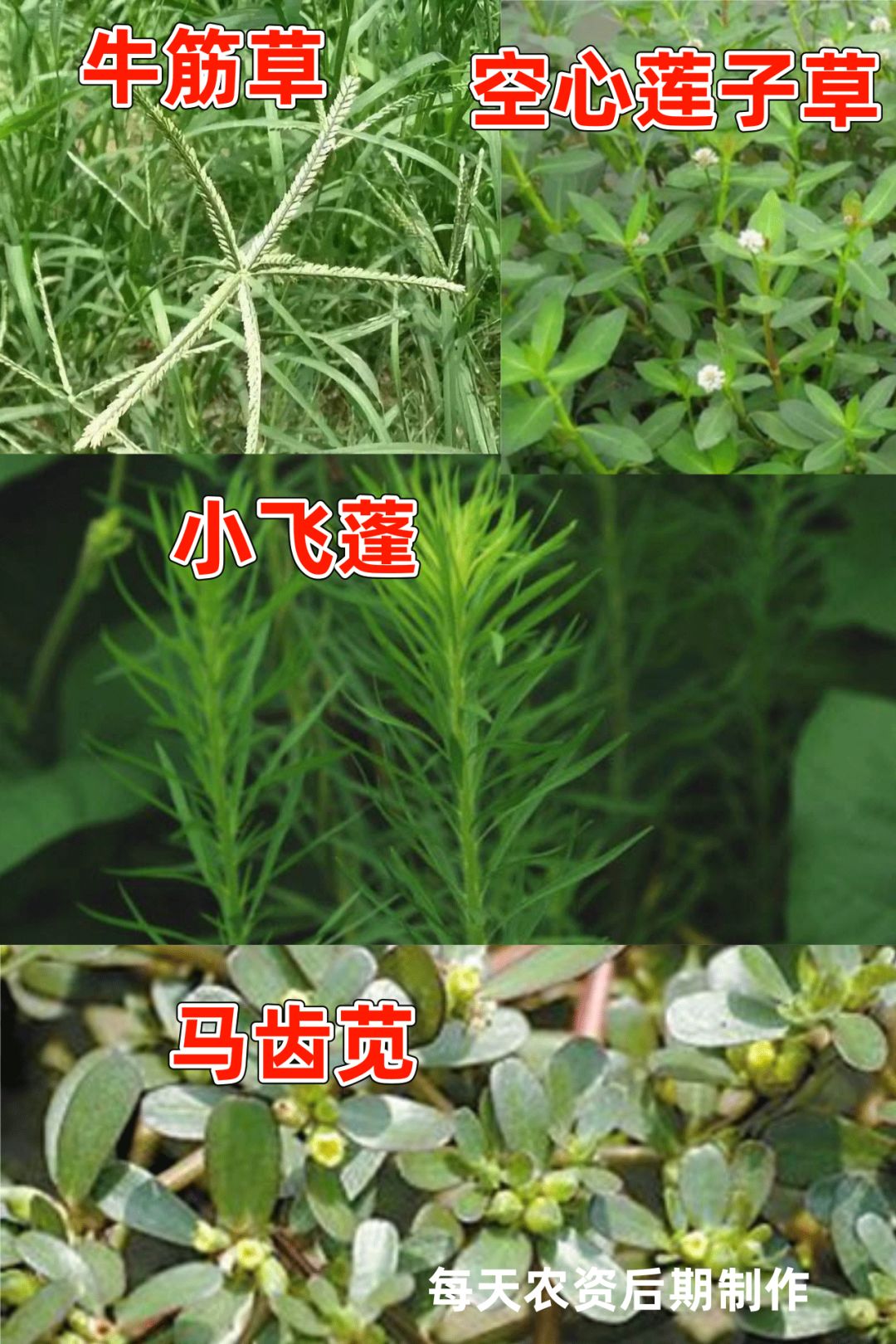 【农技】草铵膦使用高峰期!高效用药,要点必看