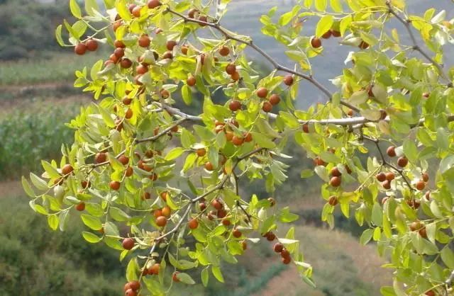 又名"四眼果","五眼果","酸枣树","货郎果","鼻涕果".