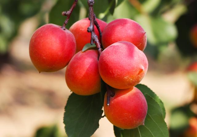 巨鹿县举办第28届中国巨鹿红杏商务节