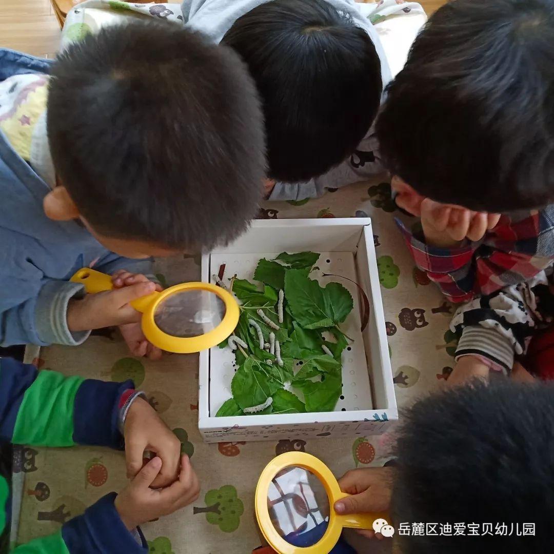 嶽麓區迪愛寶貝幼兒園自然課程蠶寶寶成長記