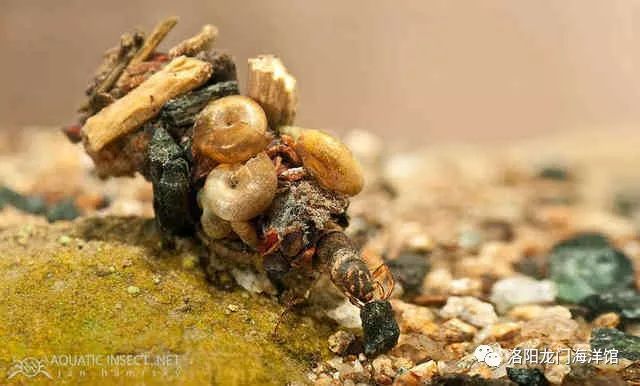 有些艺术家利用石蚕擅长搭建的特点预先在石蚕周围放满细碎的珍宝等物