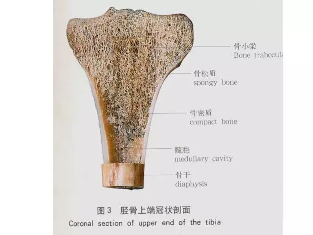 骨皮质松质骨示意图图片