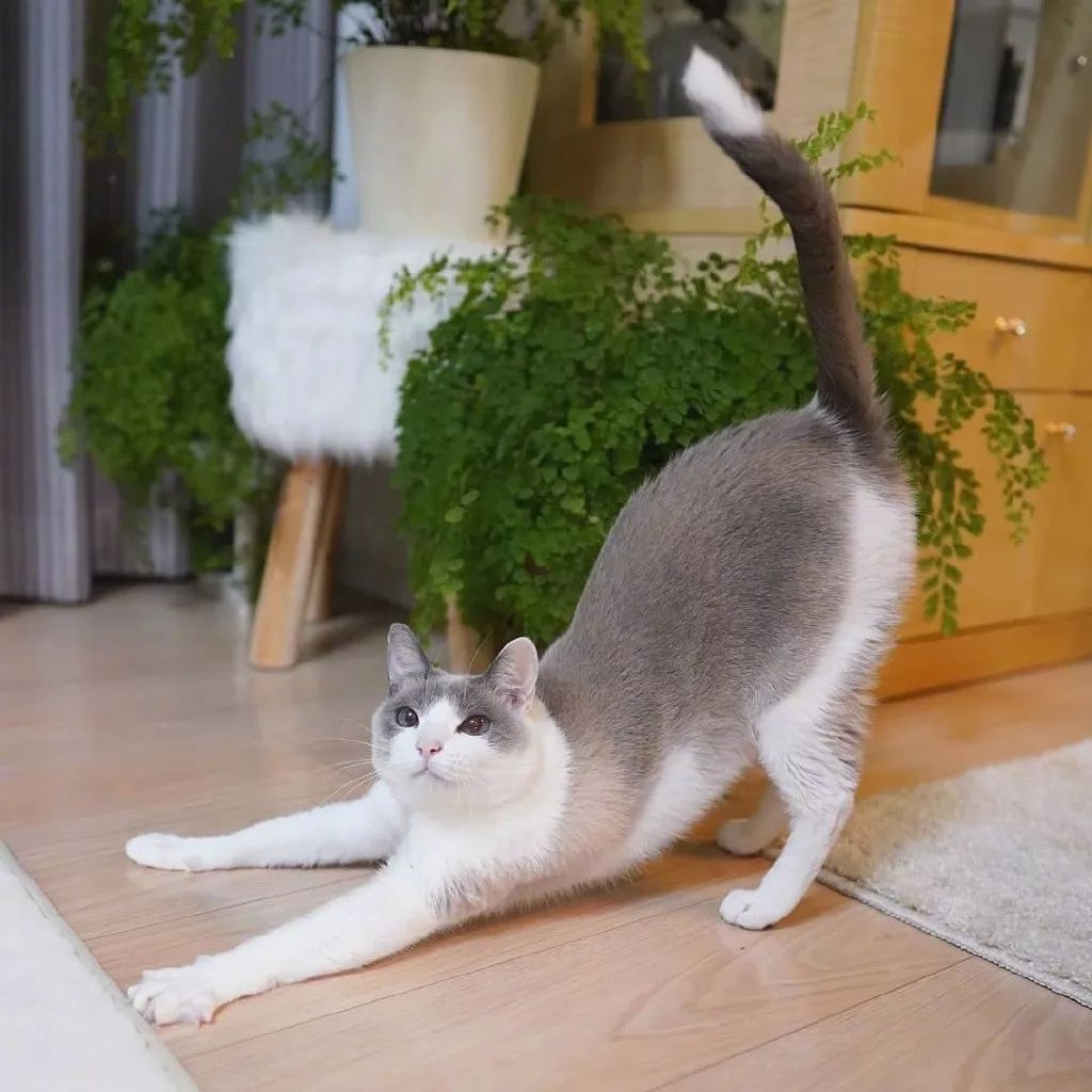 随时随地练瑜伽的suzuka,对于身材管理非常严格了!