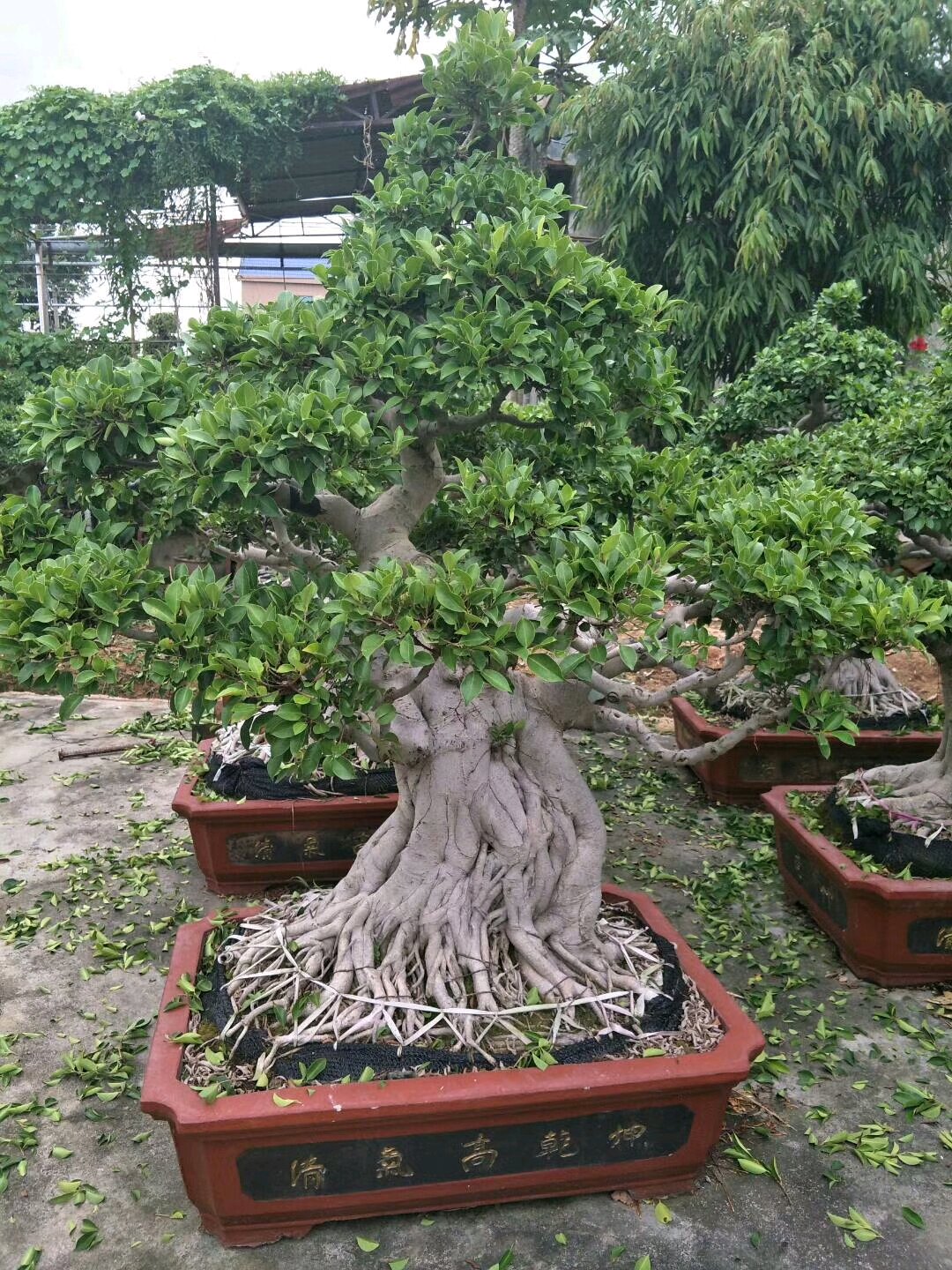 榕树盆景大师图片