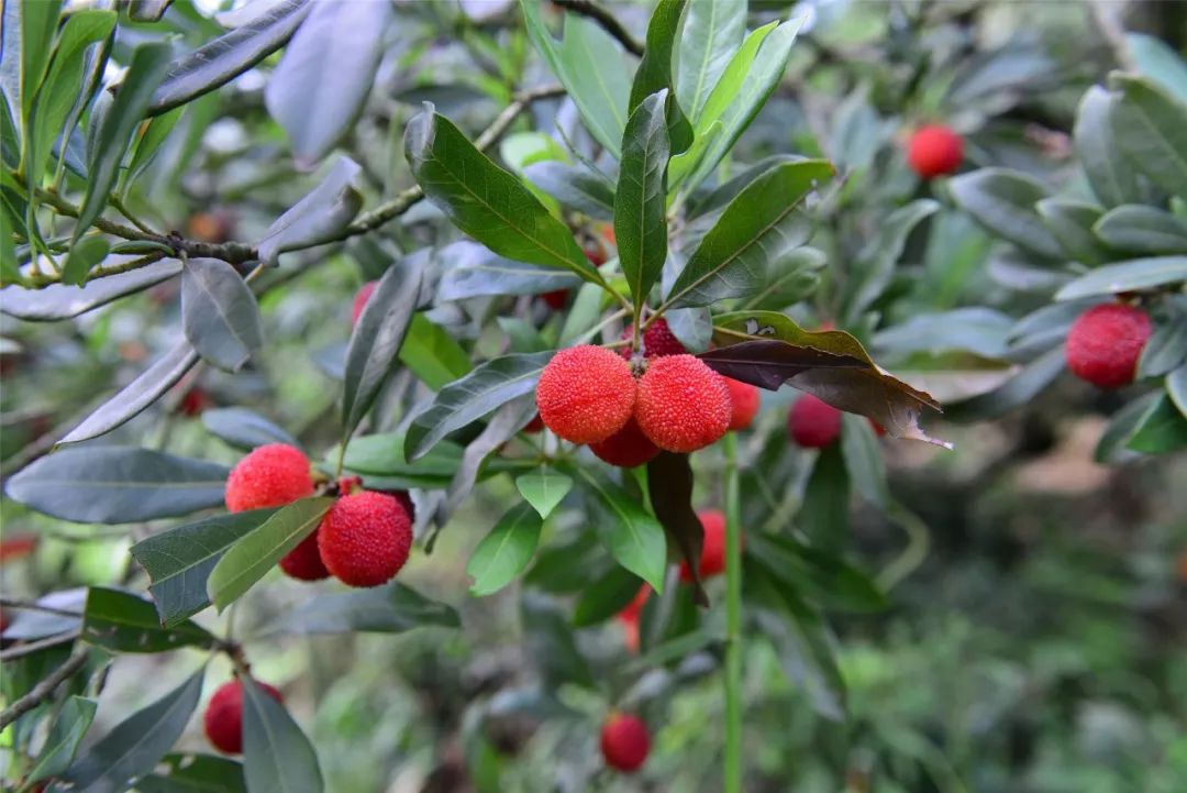 今夏苏州最全杨梅采摘攻略建议收藏