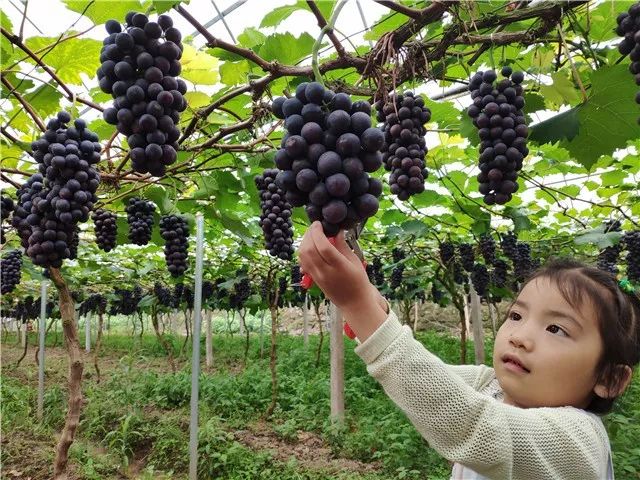 葡萄园摘葡萄真实图片图片