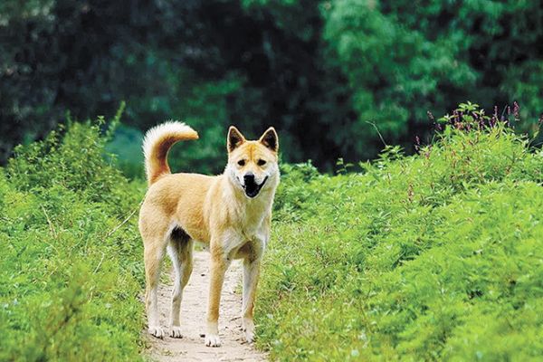 雷清峰介绍,试行标准中禁养的中华田园犬,就是俗称的土狗.按照试行