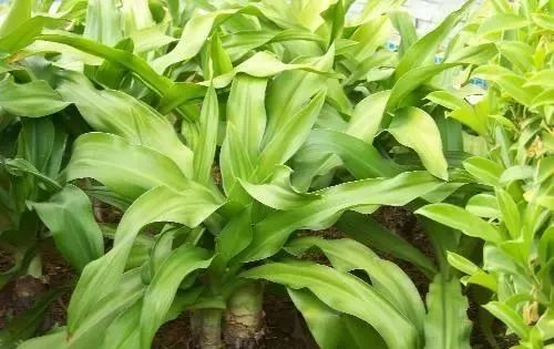 农村客家人常用的18种青草药你用过几种