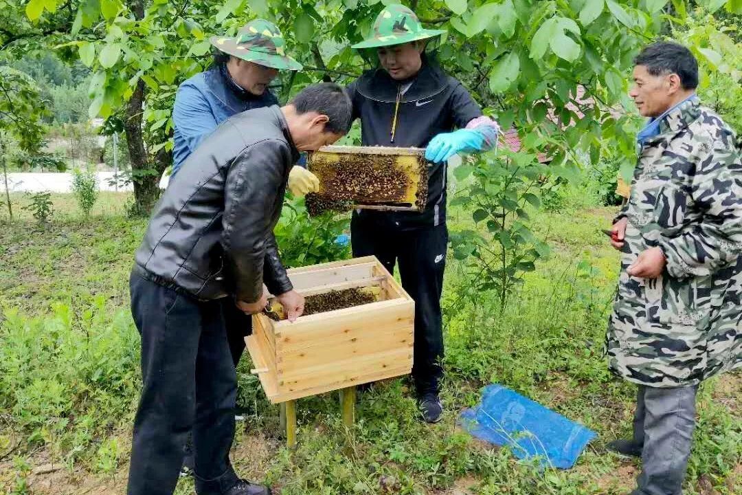 红军镇庄院村小蜜蜂托起脱贫大梦想