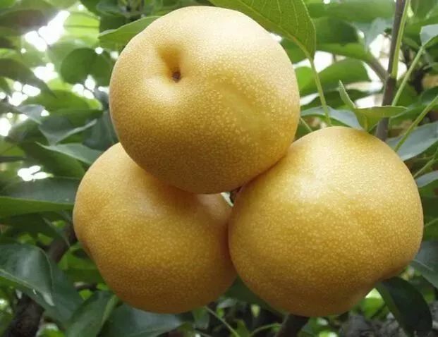 采摘之家果园电话:15807648619紫梨春农场紫梨春农场位于阳山县黎埠镇