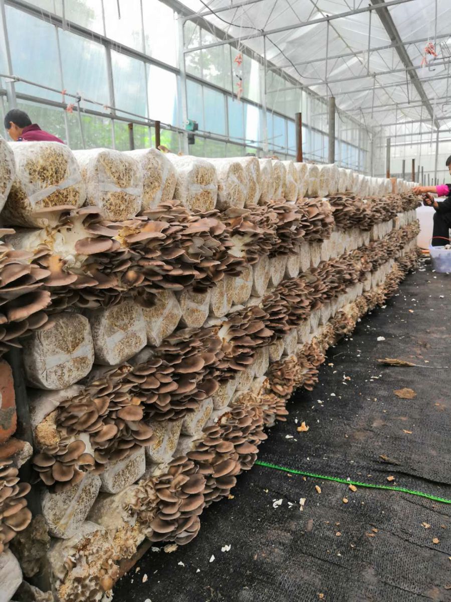 南充市嘉陵区残疾人互助合作社 ——基地无土栽培食用